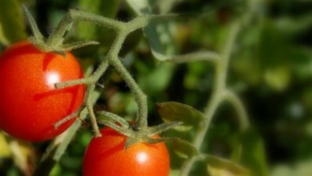 بيان عاجل للحكومة حول تدهور محصول الطماطم وارتفاع أسعاره