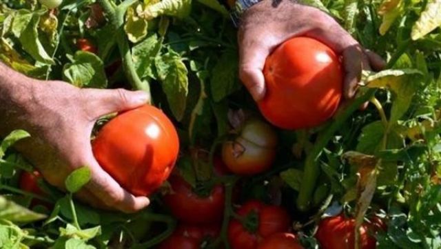 الزراعة تؤكد وجود فيروس الطماطم وتوصي بوقف استيرادها