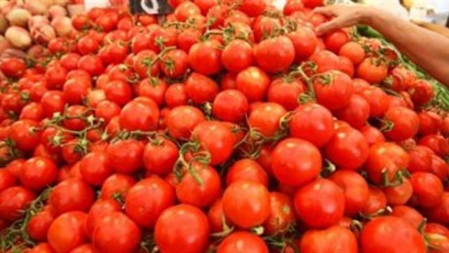 الزراعة توصى بوقف استيراد بذور الطماطم بعد ثبوت إصابتها بفيروس تجعد الأوراق