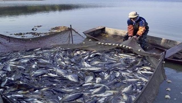الثروة السمكية: البحيرة تحتل المركز الثاني في إنتاج واستزراع الأسماك