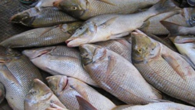 برلماني: التصدي لمافيا الزريعة ضرورة حتمية للحفاظ على الثروة السمكية