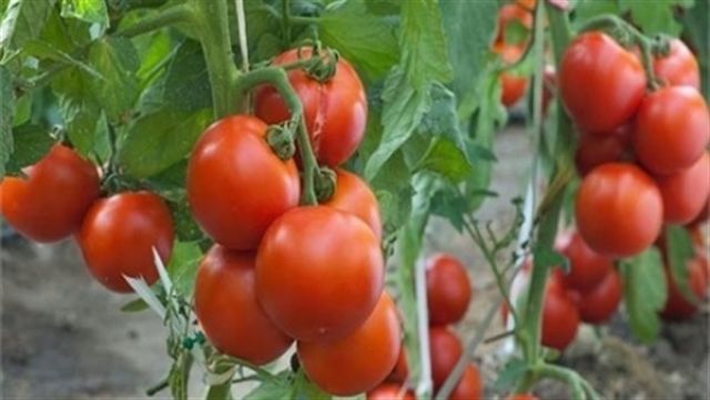 بالفيديو.. تعليق متحدث التموين على تصريح الوزير حول الطماطم