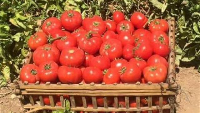 زراعة الفيوم تزف خبرا سار للمواطنين حول انفراج أزمة الطماطم