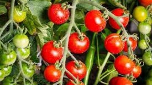 الشركة صاحبة أزمة الطماطم تحذر من منعها استكمال الاستيراد