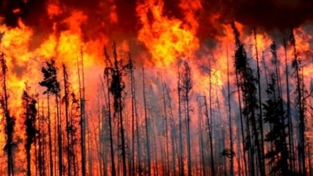 حرائق الغابات  في أستراليا تتسبب في إعلان حالة الطوارئ .. (فيديو)