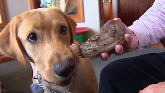 لحيوان منقرض.. كلب يعثر على أسنان عمرها 13 ألف عام