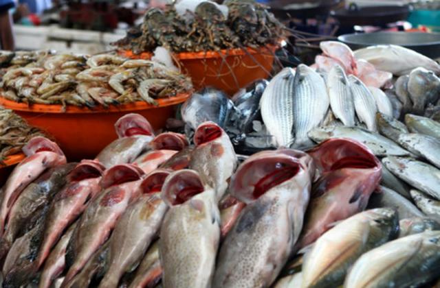 أسعار الأسماك اليوم الأربعاء 18 ديسمبر