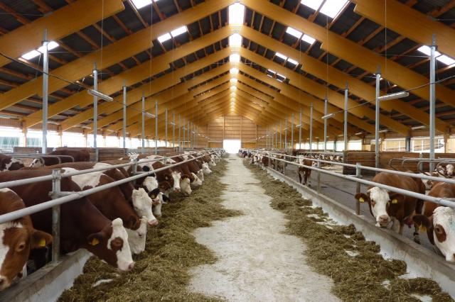 خبير اقتصادي: مجمع الإنتاج الحيواني في الفيوم يقلل الفجوة الغذائية ويخفض الأسعار