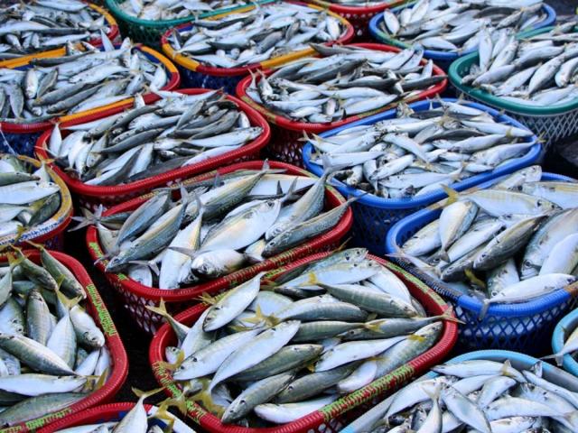 أسعار الأسماك اليوم الأحد 29 ديسمبر