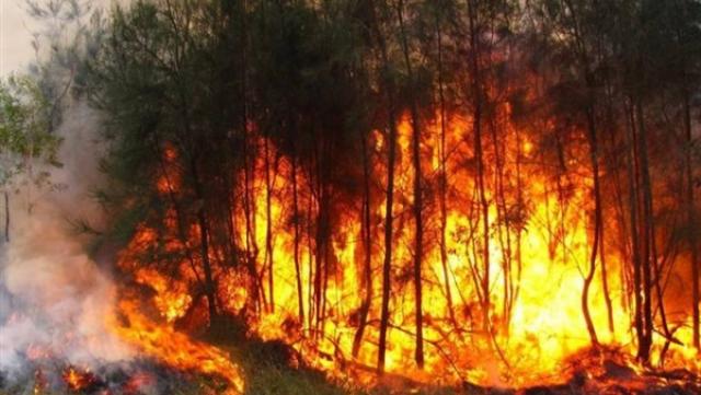 ممثلة أسترالية تجمع 20 مليون دولار لدعم مكافحة حرائق الغابات
