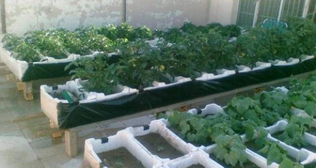 ”زراعة الأسطح وتدوير المخلفات” في ندوة بمركز النيل للإعلام بالإسكندرية