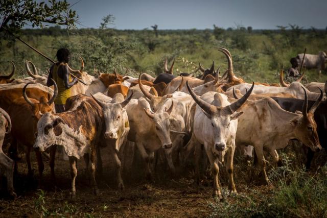 الماشية السودانية