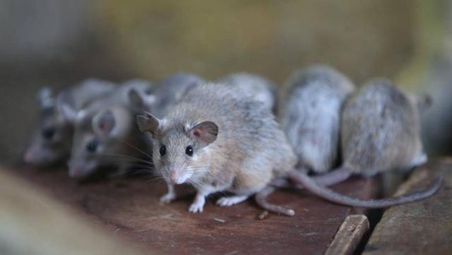 الفئران وفيروس لاسا - أرشيفية