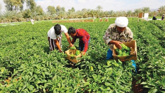 وزارة الزراعة تطلق مبادرة لتقديم الاستشارات بالمجان