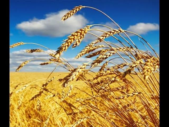 وزير الزراعة يرصد موقف حصاد محصول القمح وموقف زراعات الأرز