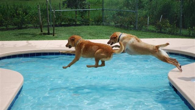 كلاب فى حمام السباحة
