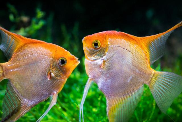 اكتشاف هرمون جنسي لعلاج العقم فى الأسماك
