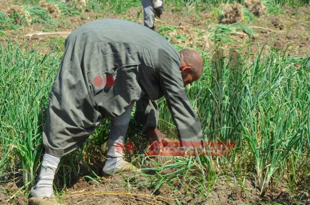 عاجل| الزراعة تكشف حقيقة حظر تداول المنتجات المصرية بالخارج
