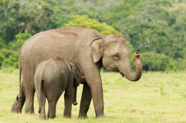 أنثي الفيل تساعد طفلها فى عبور الطريق 