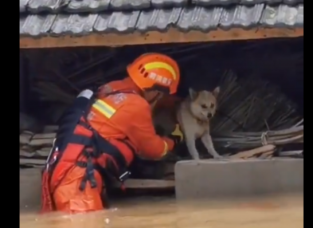 رجل إنقاذ يغامر من أجل إنقاذ كلب تحاصره المياه