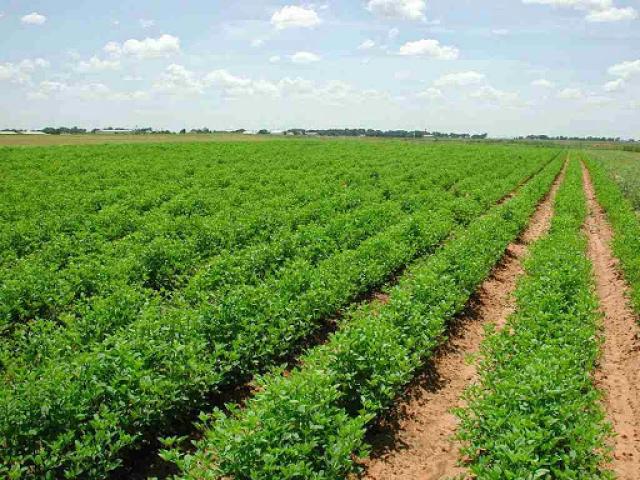 «زراعة الشيوخ» تطالب بجدول زمنى لتقنين وتسجيل الأراضى الزراعية