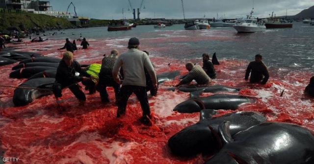 عودة موسم قتل الحيتان في الدينمارك
