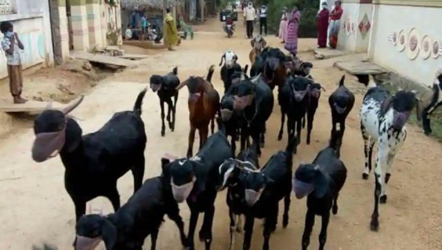القبض على ماعز لا ترتدي كمامة