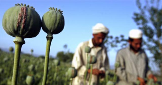 كيف ساهمت الطاقة الشمسية في تحويل مزراعي أفغانستان إلي بائعي أفيون؟