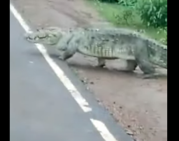 تمساح ضخم يعبر الطريق ويجبر السكان على التوقف