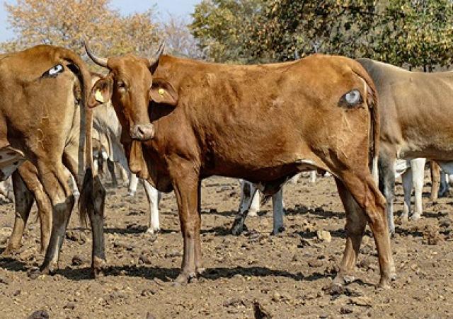 دراسة تكتشف طريقة بسيطة لمنع الحيوانات المفترسة من مهاجمة الماشية