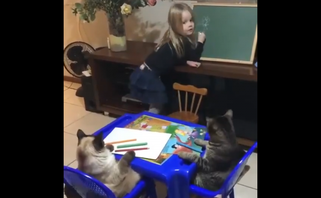 طفلة تعلم قطتين 