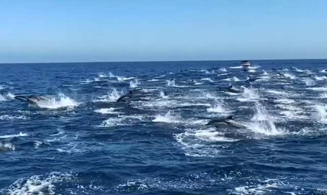 مجموعة كبيرة من الدلافين تتاسبق فى المياه