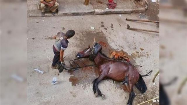 المتهم والحصان 