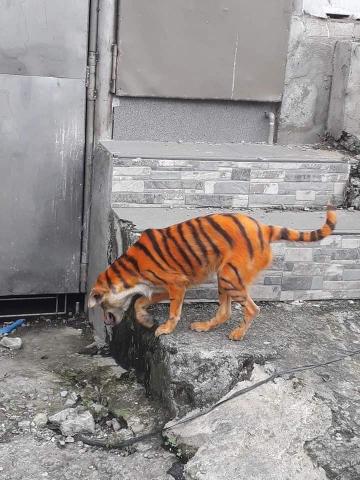 كلب يثير الرعب بعد تحوله إلى نمر في شوارع ماليزيا