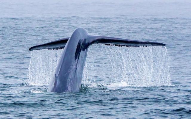 بعد 100 عام.. الحوت الأزرق العملاق على ساحل أستراليا (فيديو)