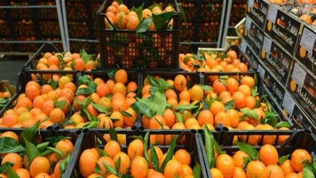 «التصديرى للحاصلات الزراعية»: كورونا يقفز بصادرات مصر من البرتقال إلى 1.4 مليون طن