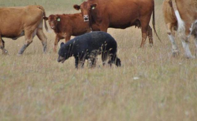 قطيع ماشية ينقذ طفل من هجوم دب