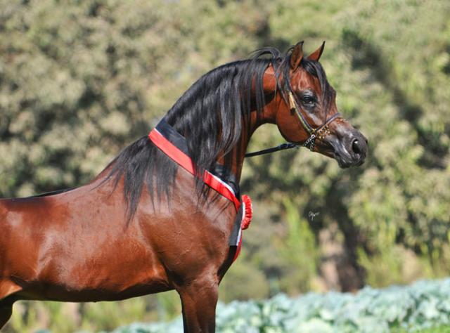 الخيول العربية في مصر