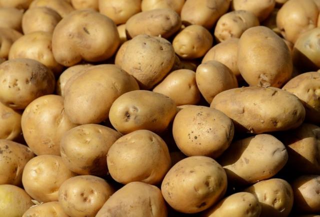 الزراعة: ارتفاع صادرات مصر الزراعية إلى أكثر من 4.3 مليون طن والبصل في المركز الثالث بعد الموالح والبطاطس