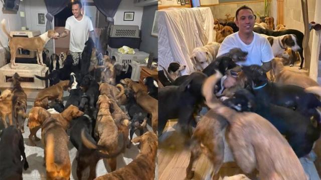 بسبب إعصار دلتا.. ناشط يؤوي 300 كلب ضال فى منزله