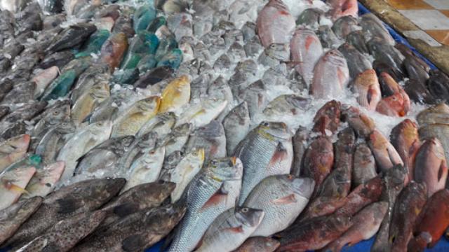 أسعار الأسماك اليوم الخميس 15 أكتوبر 2020