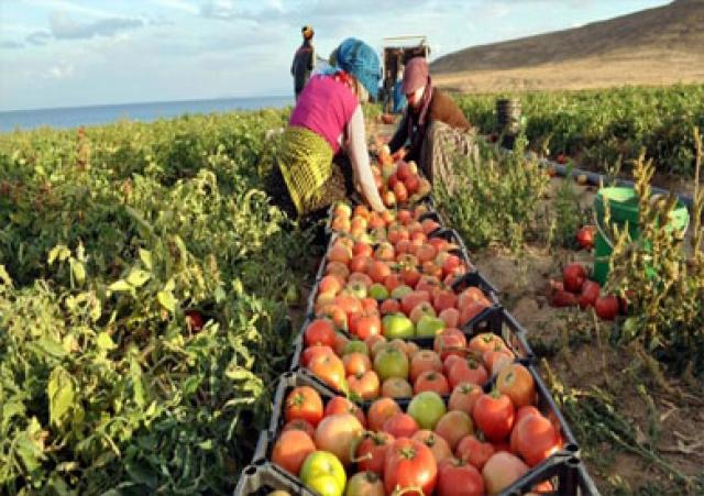 ارتفاع صادرات مصر الزراعية إلى 4.8 مليون طن منذ بداية 2020
