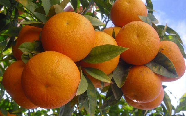 صادرات البرتقال