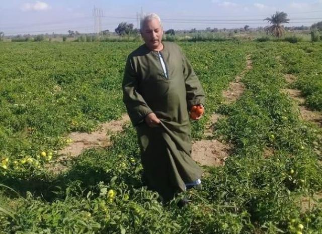 نقيب الفلاحين: الطماطم كوت جيوب المواطنين والبطاطس قسمت ظهور المزارعين