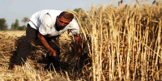 وزير الزراعة: استنباط سلالات جديدة من المحاصيل لتوفير المياه.. فيديو