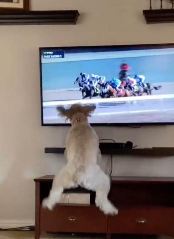 كلب يشاهد سباق خيل