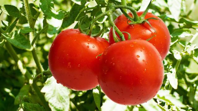 الطماطم بجنيه.. أسعار الخضراوات والفواكه داخل الأسواق اليوم السبت 20 فبراير 2021