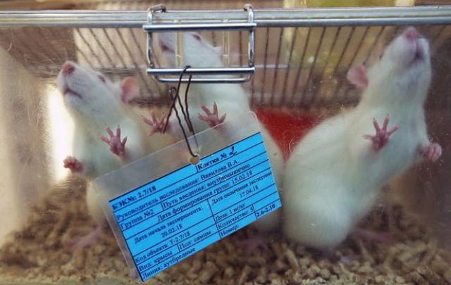 تدريب الفئران على شم الفيروسات