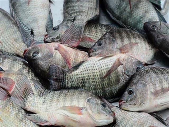 الجمبري بـ85 جنيه.. أسعار الأسماك داخل الأسواق اليوم الإثنين 1 فبراير 2021