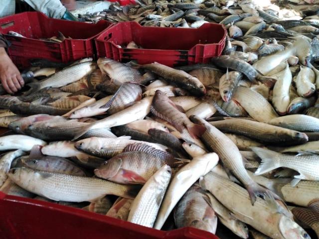 أسعار الأسماك في مصر اليوم الثلاثاء 16 مارس 2021